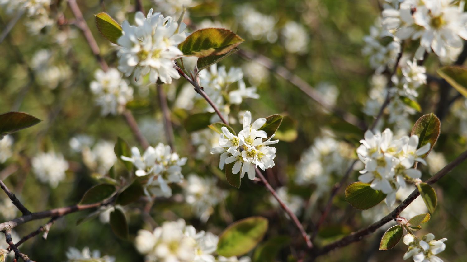 White flowers blooming on branches outdoors