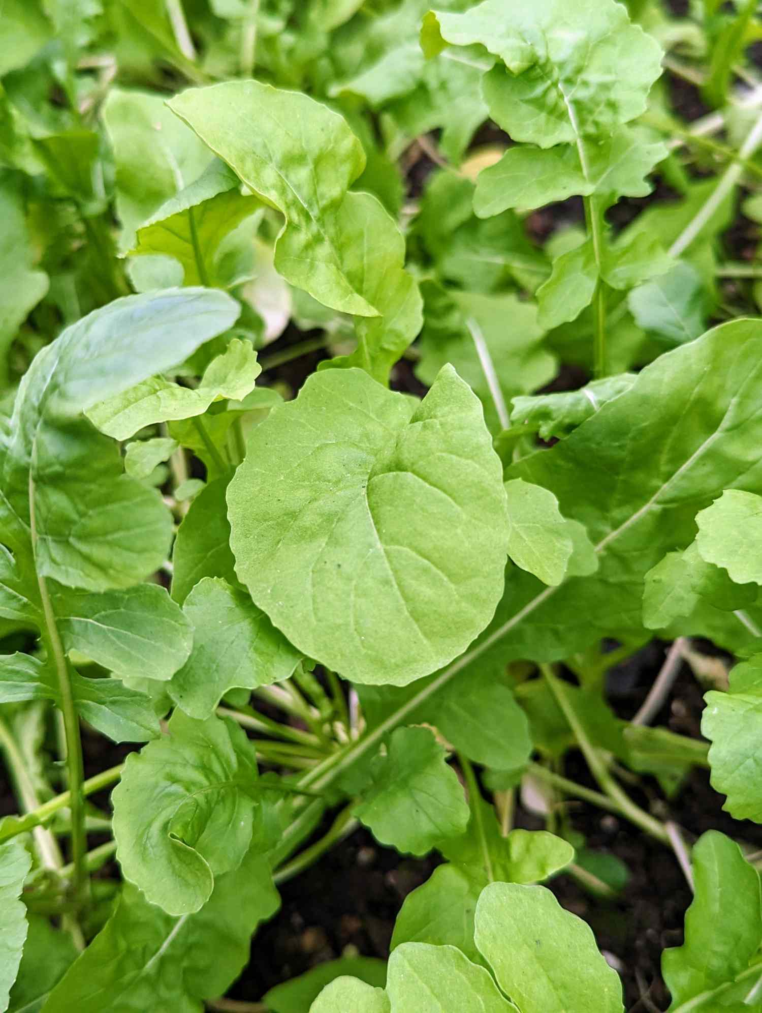 Arugula