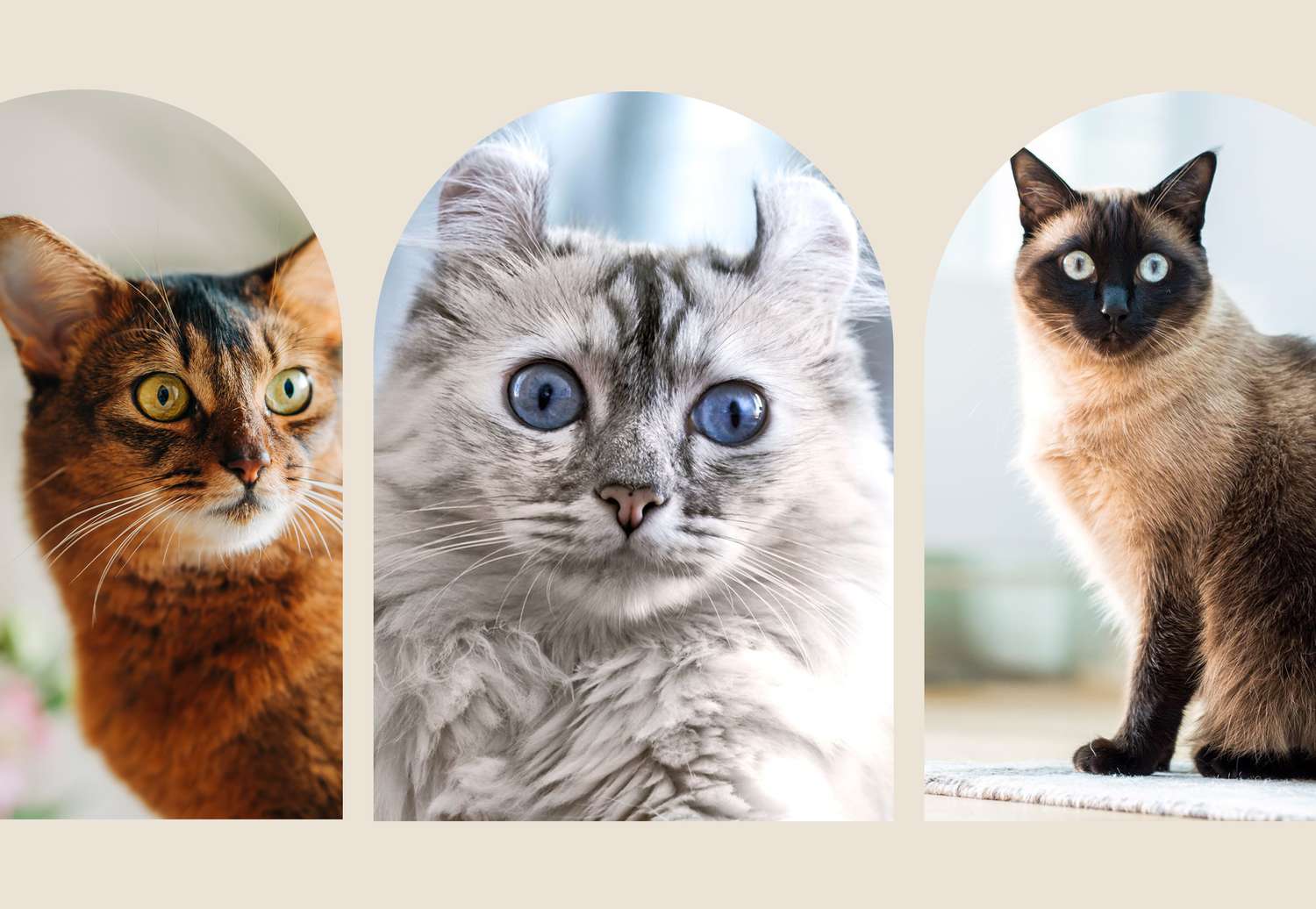 Composite of small cat breeds