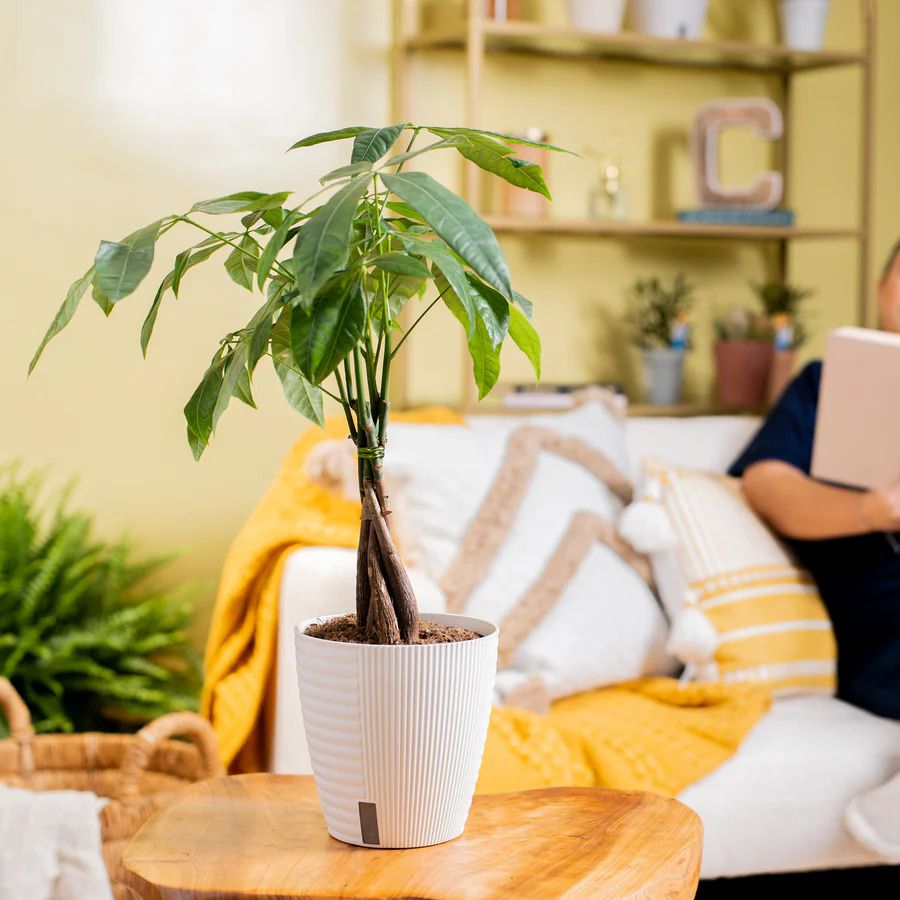 Money Tree plant on a coffee table. 