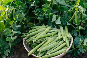 green peas in the garden