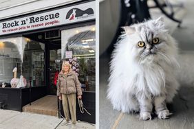 decorvow animal rescue and cat
