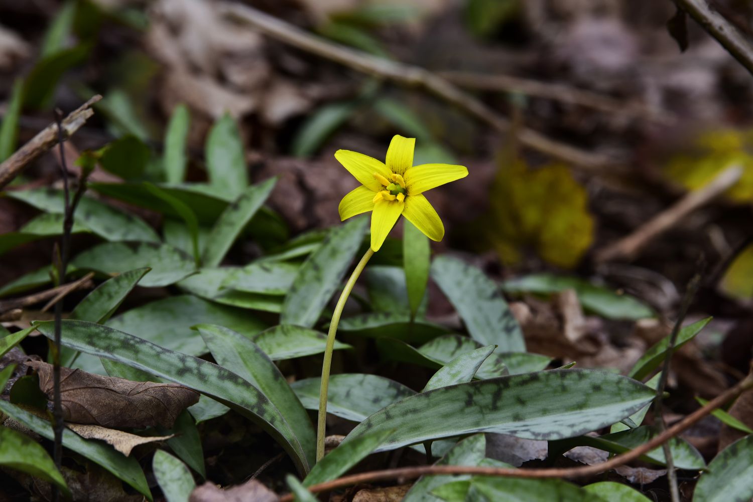 A single yellow flower growing among green leaves and forest ground cover