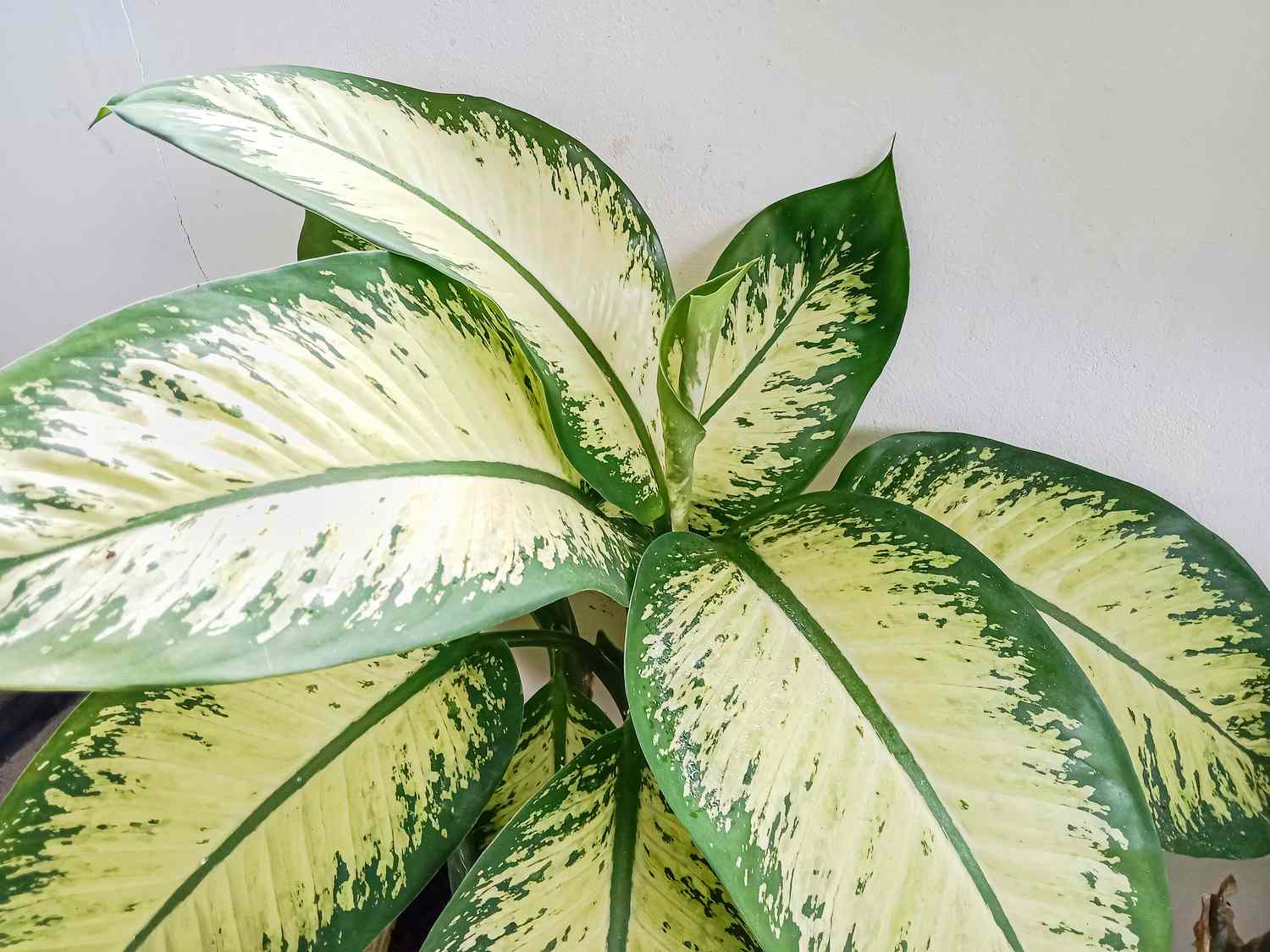 Close up of Dieffenbachia seguine leaves. Dieffenbachia, also known as dumb cane or leopard lily.