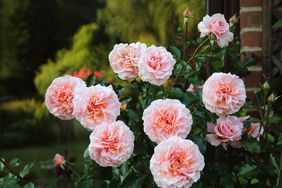 Rose Bush