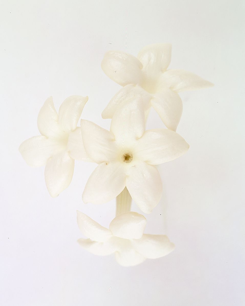 flower-glossary-stephanotis-a98432-0415.jpg
