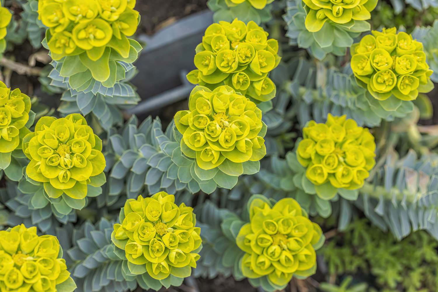Myrtle Spurge (Euphorbia Myrsinites)