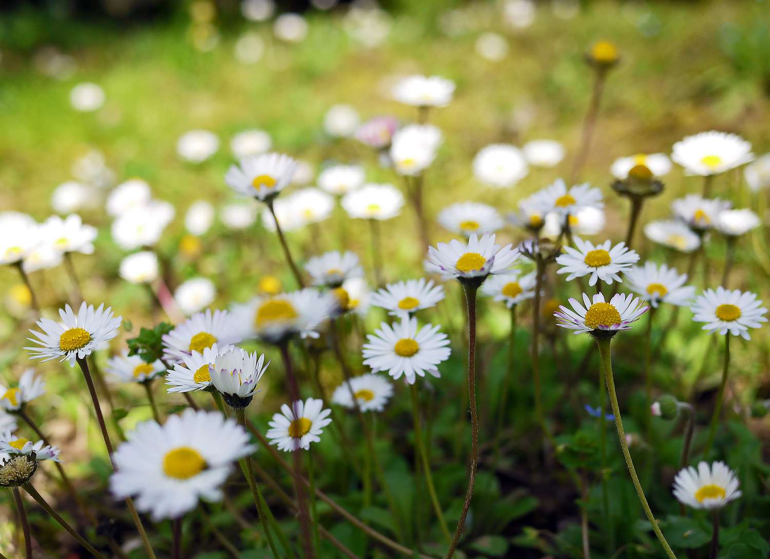 a field of English daisies