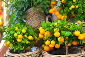 fruit trees in baskets 