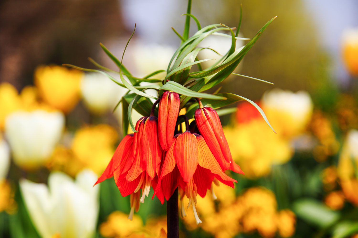 Crown Imperial flower