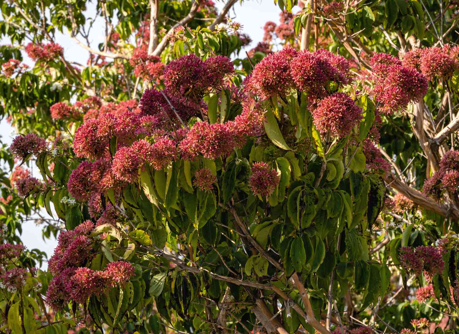 Seven Sons dwarf tree with red blooms