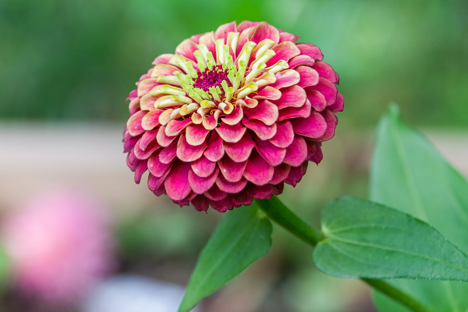 Green Queen Lime Zinnia