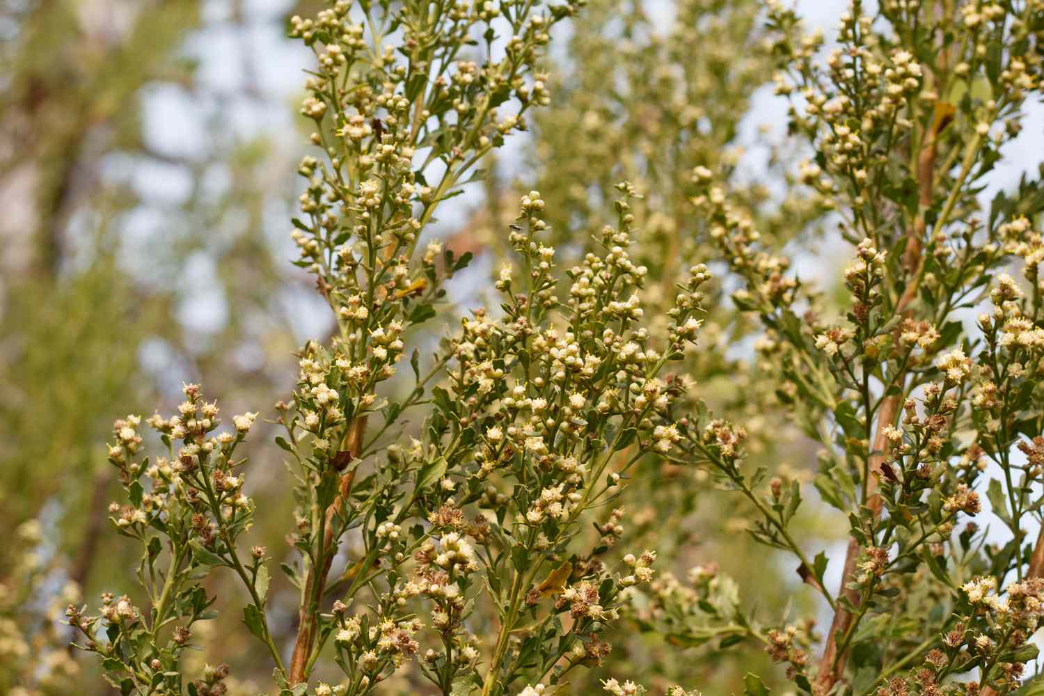 A shrub with small blossoms in a natural setting