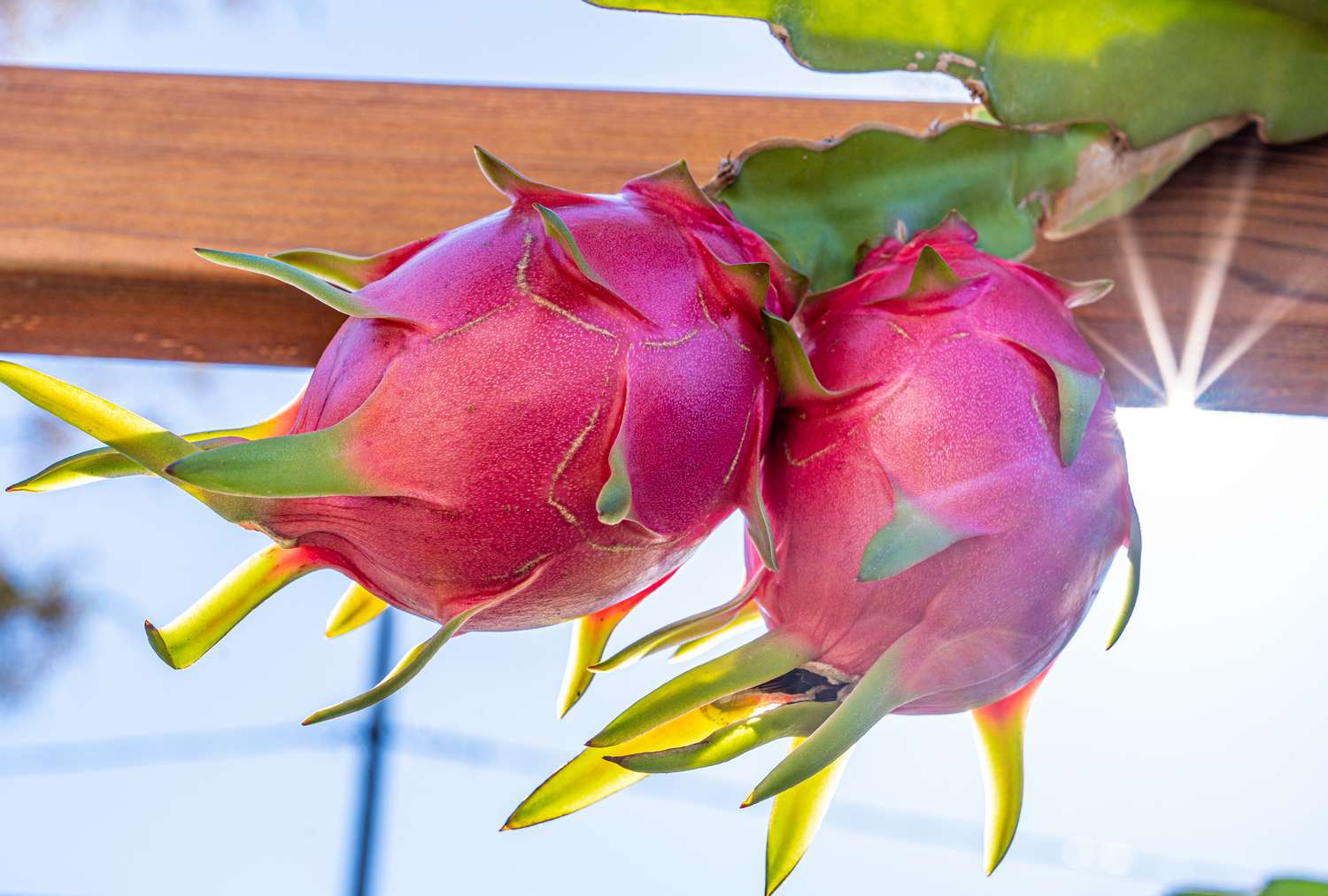 Two dragon fruits growing on a plant with sunlight shining through