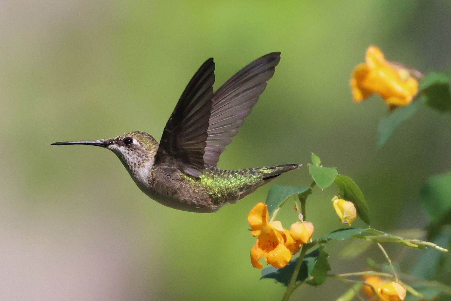 Hummingbird in flight near orange flowers, blurred green background