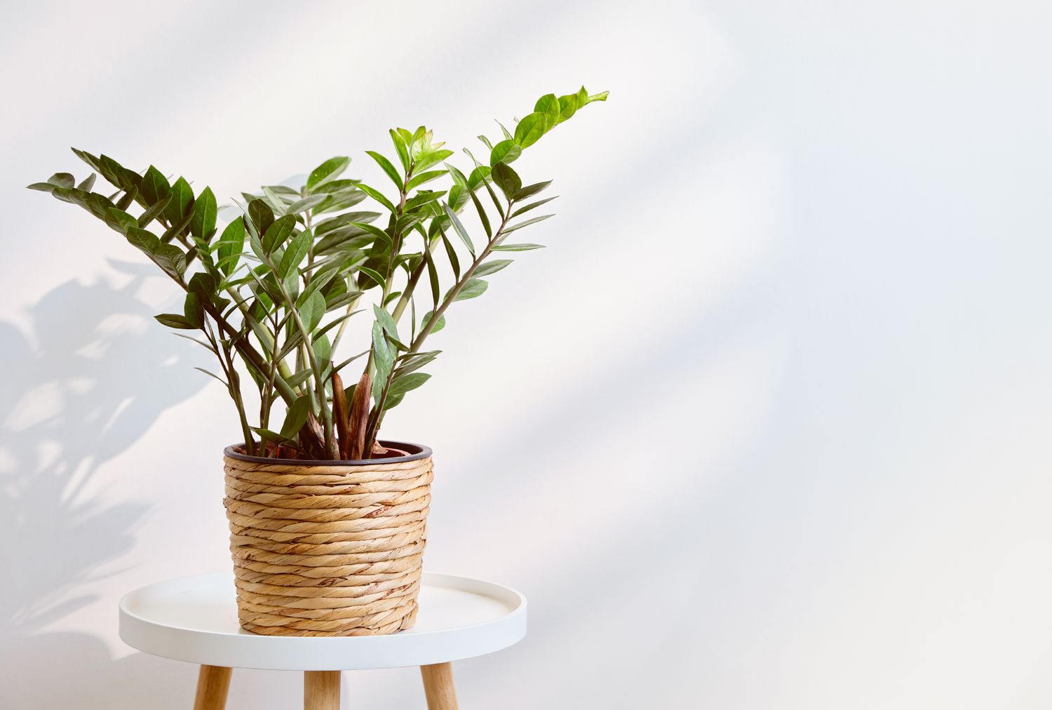 A ZZ plant in a woven pot on a small table