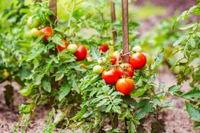 Tomato plants growing in garden