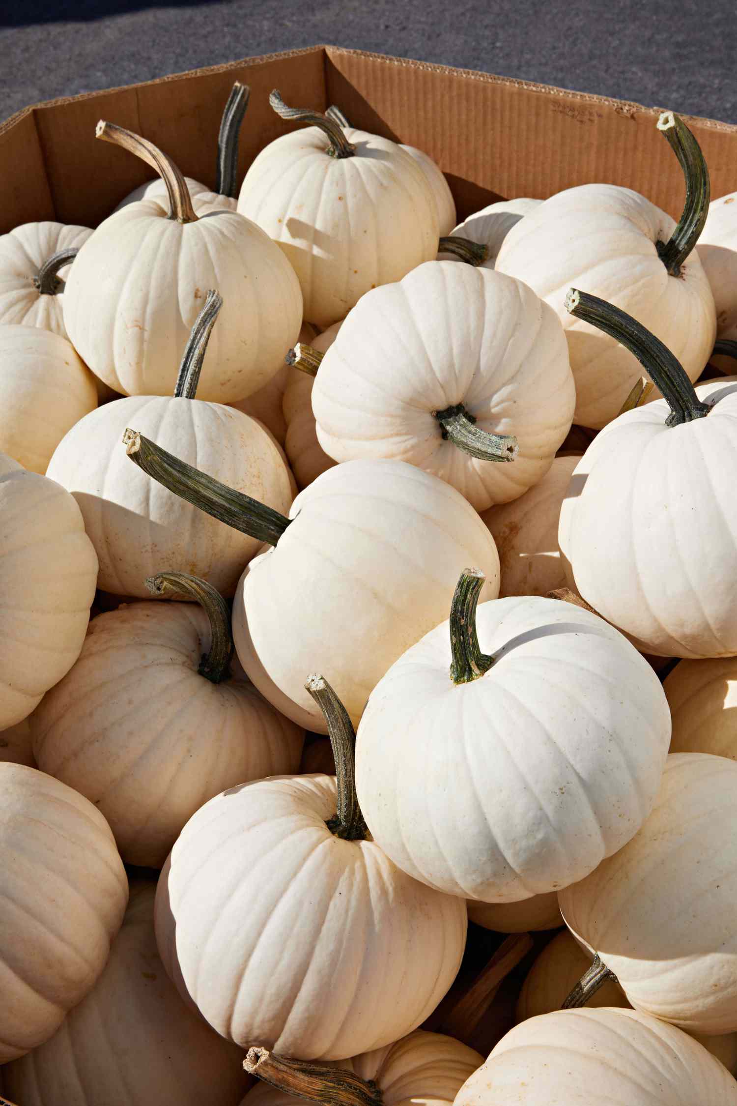 cotton candy pumpkins
