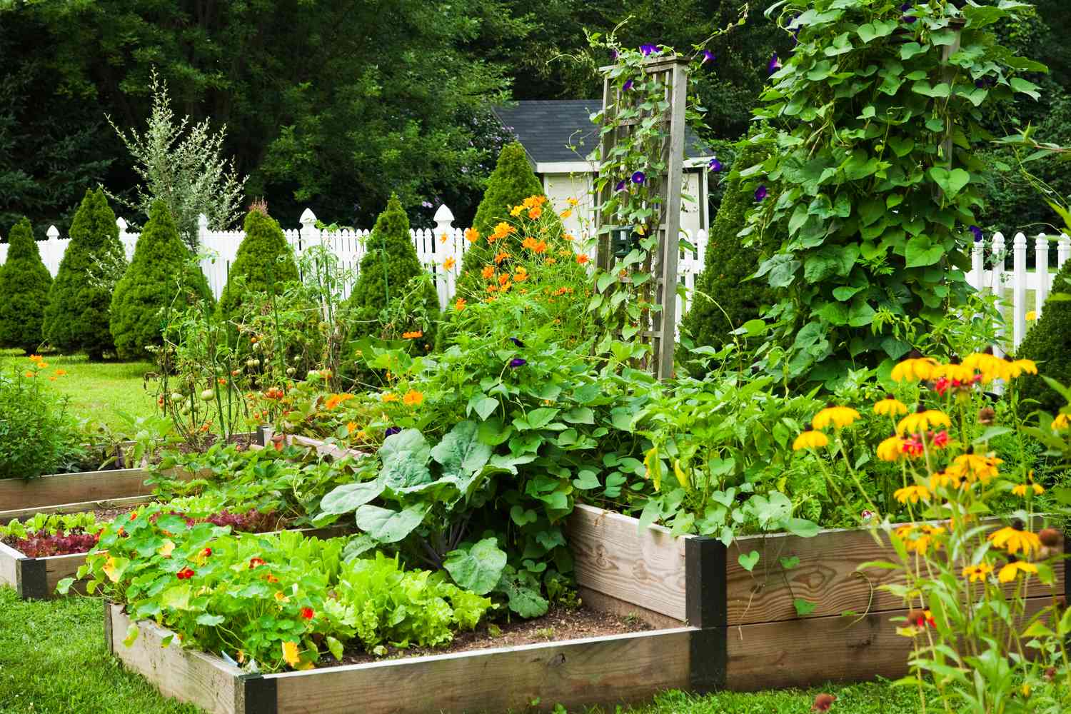 Vegetable Garden 
