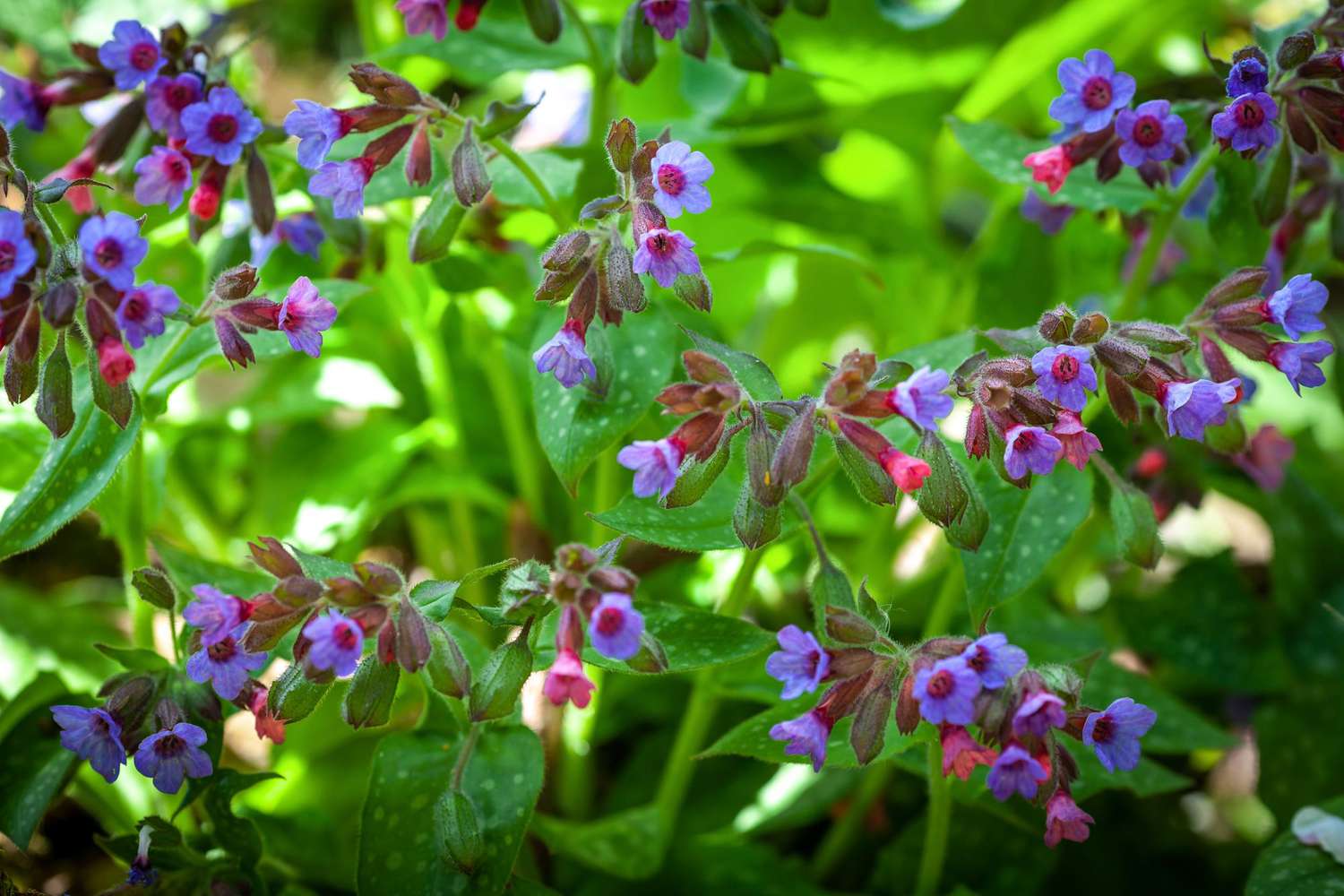 lungwort plant