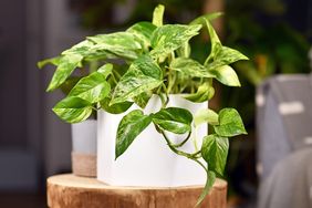 Marble Queen pothos plant on a wooden stool