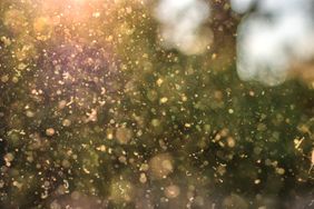 Blurred particles floating backlit by sunlight against a natural background