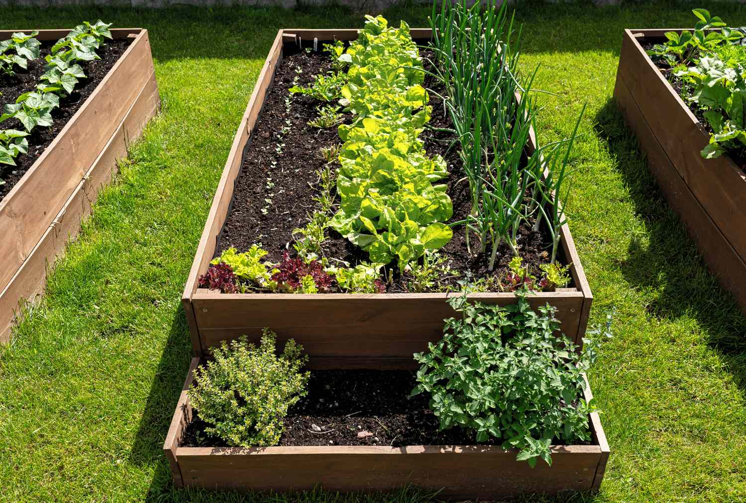 Vegetables growing in raised bed