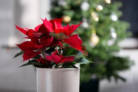 poinsettia plant