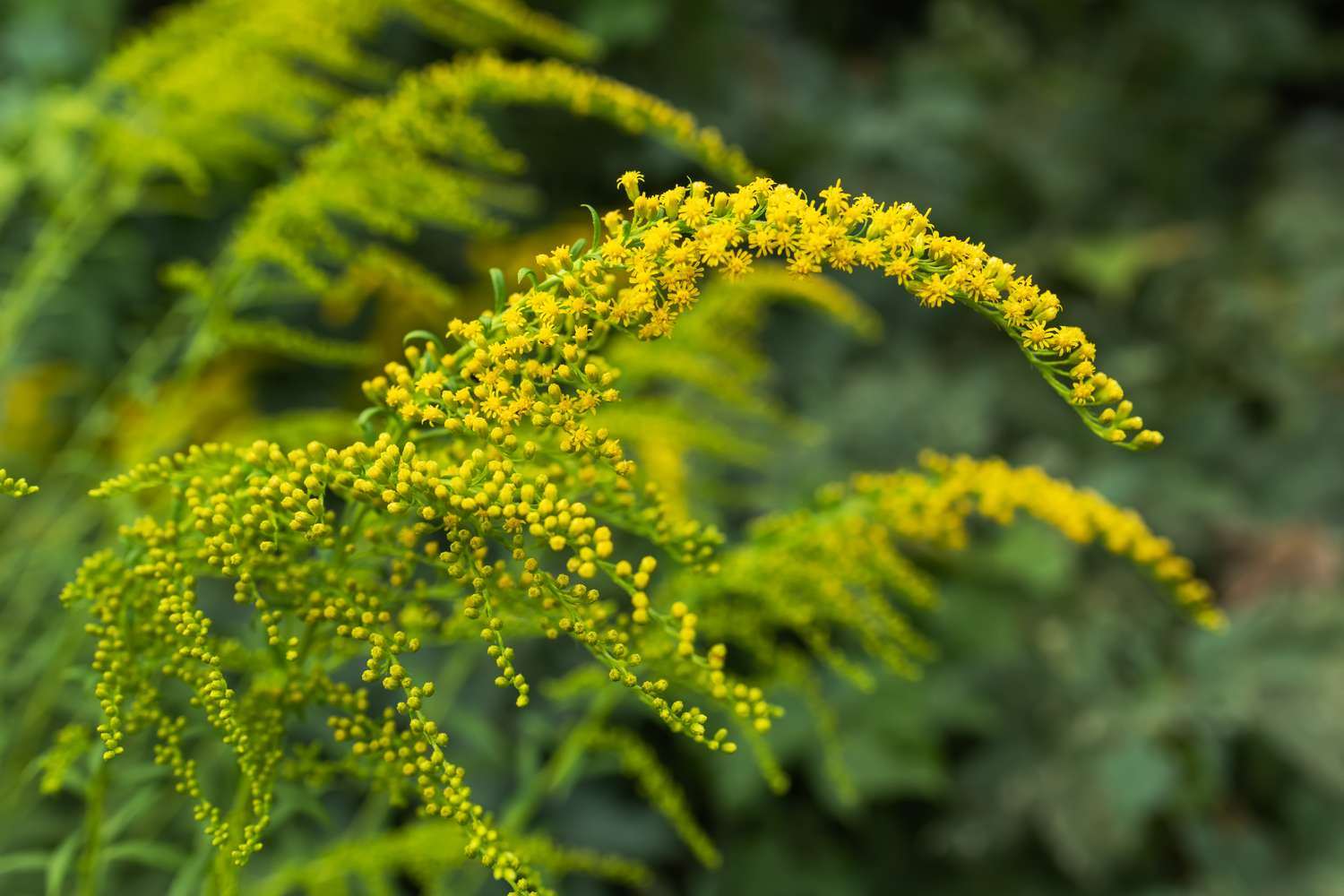 Goldenrod flowers arching with blurred greenery background