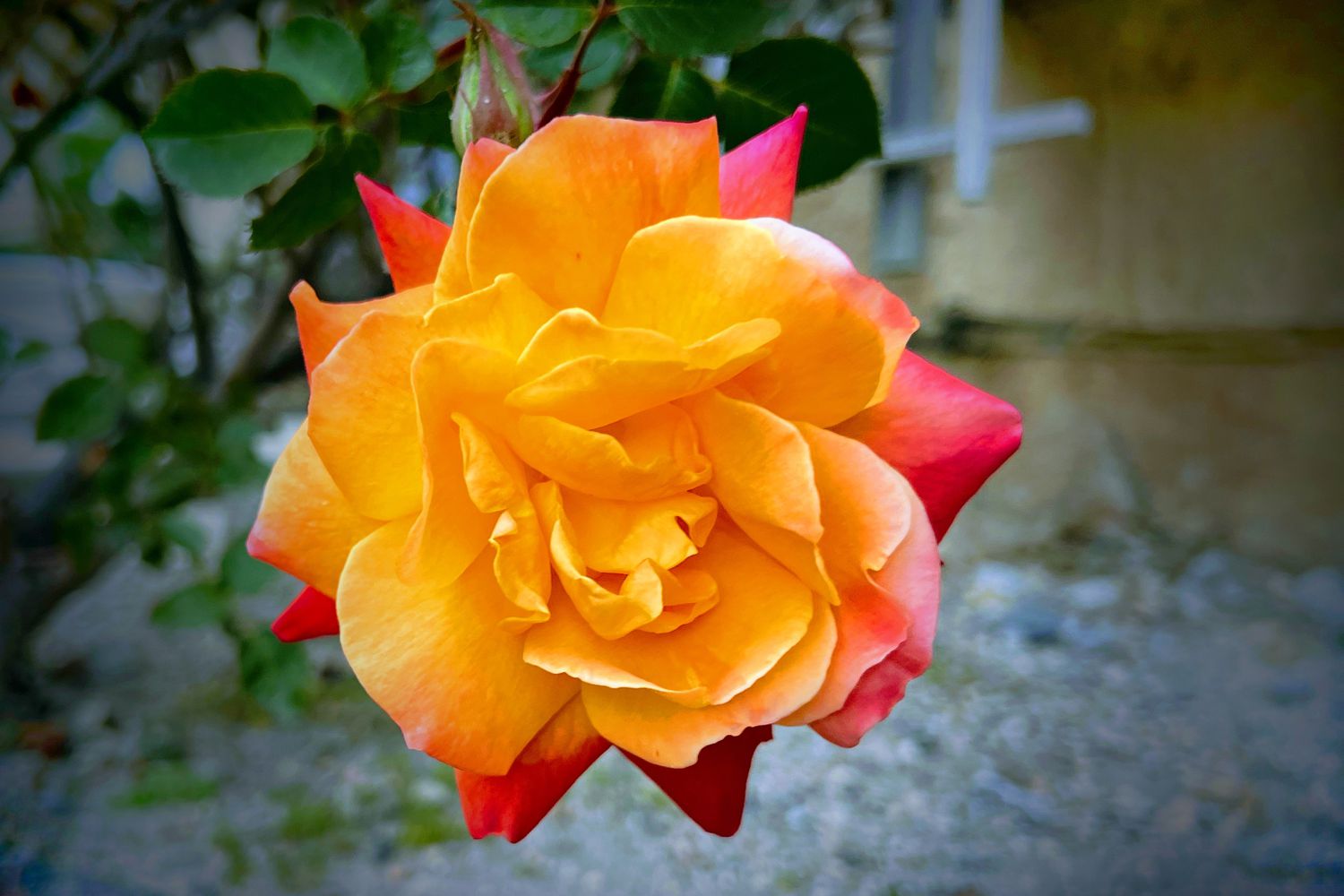 Joseph's Coat climbing rose in yellow and orange