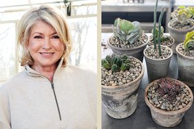 decorvow next to a display of potted succulents