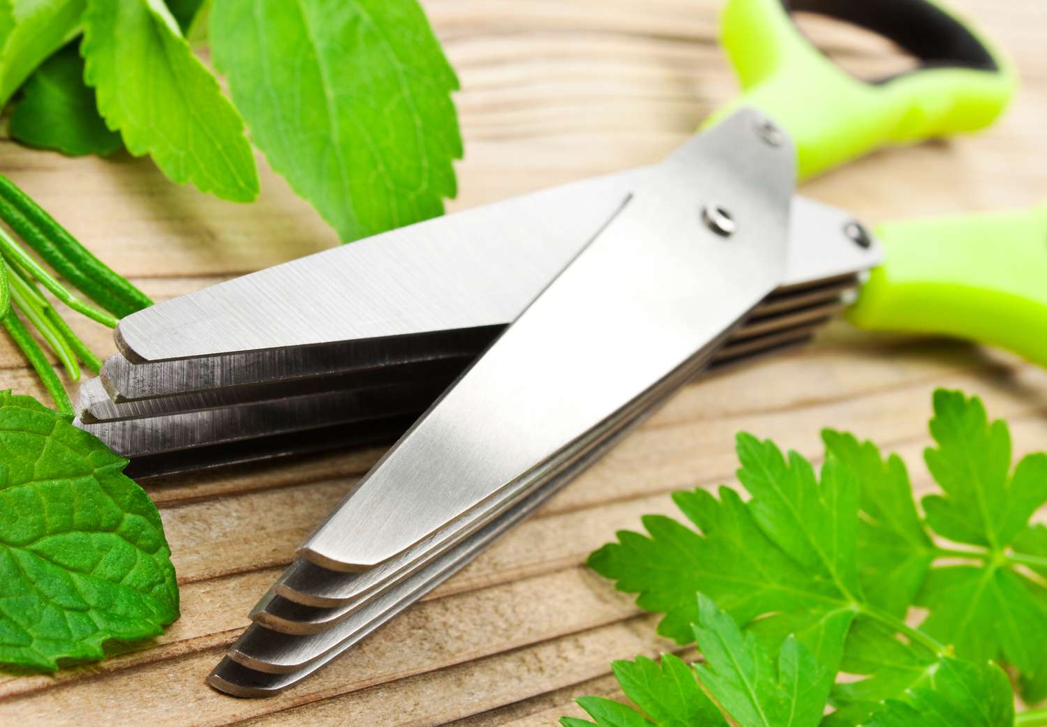 Herbs scissors against wooden background