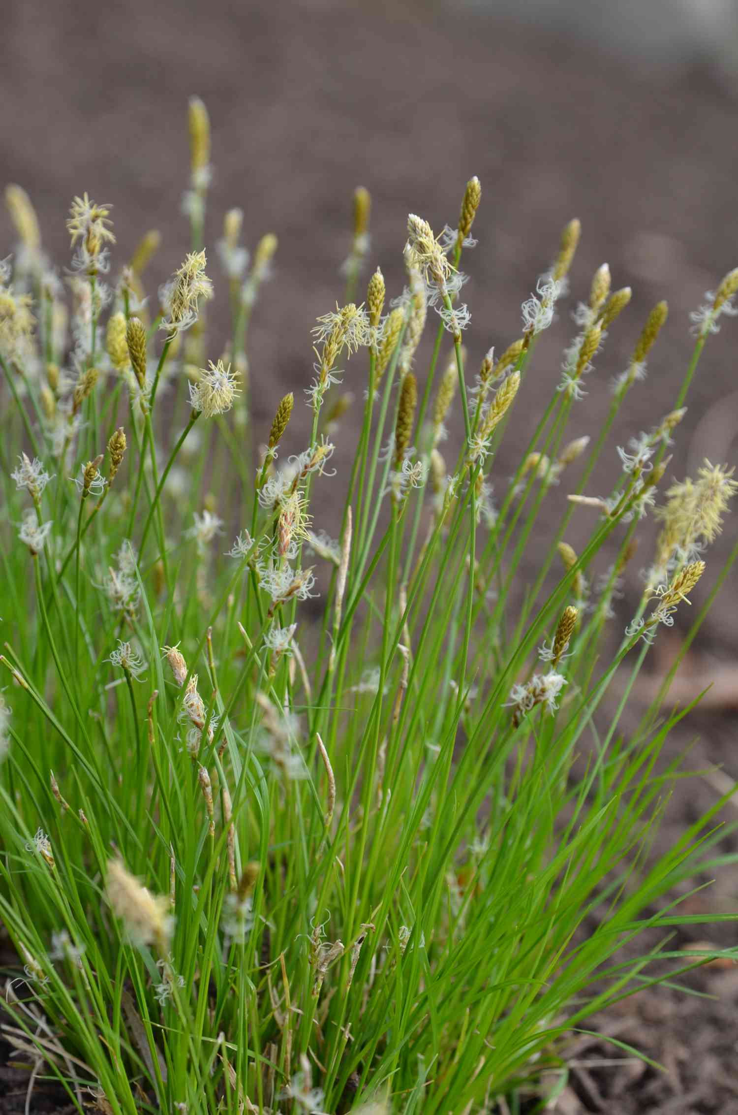 Sedge grass