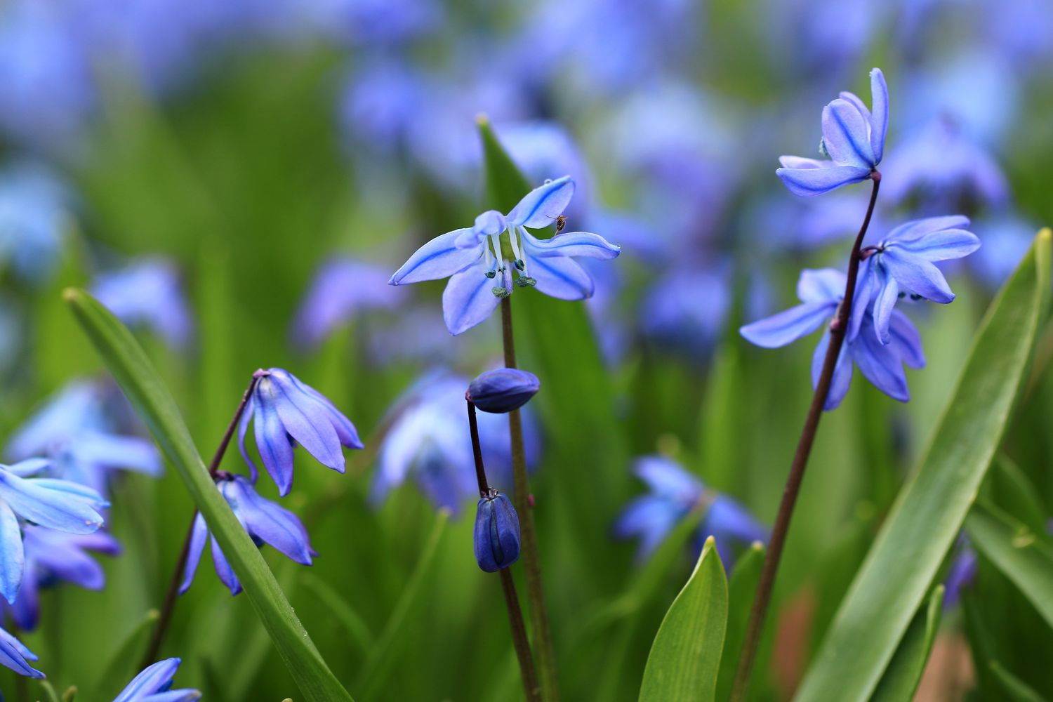 Spring flowers Scilla siberica (Siberian squill, wood squill)