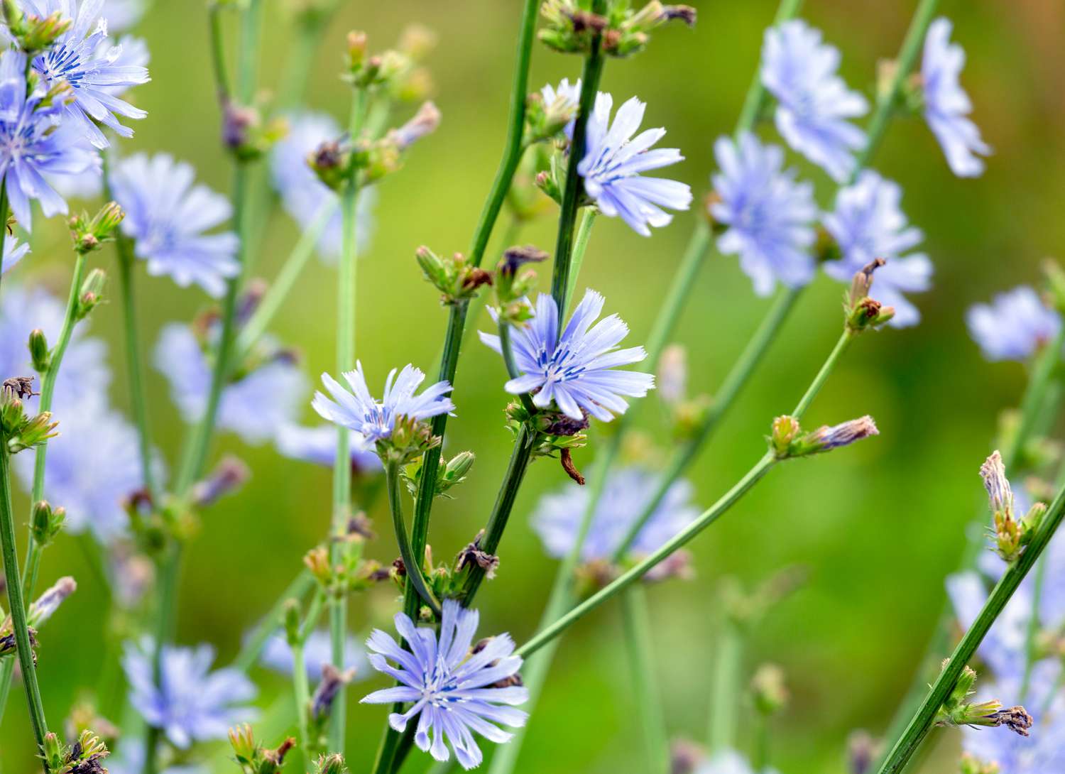 chicory with light purple blooms