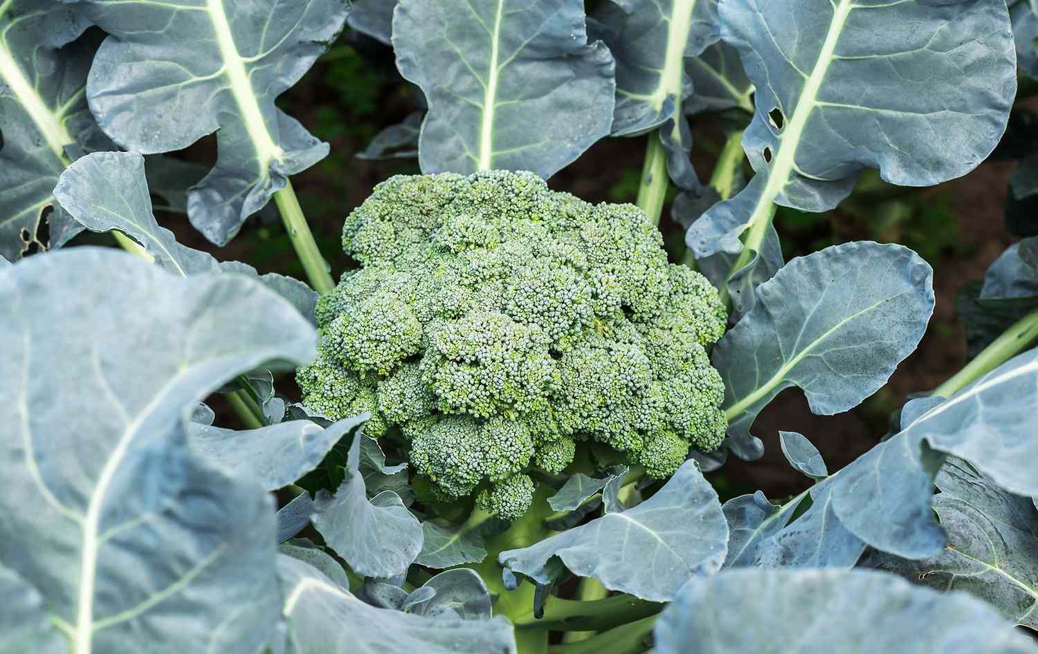 Broccoli growing in garden