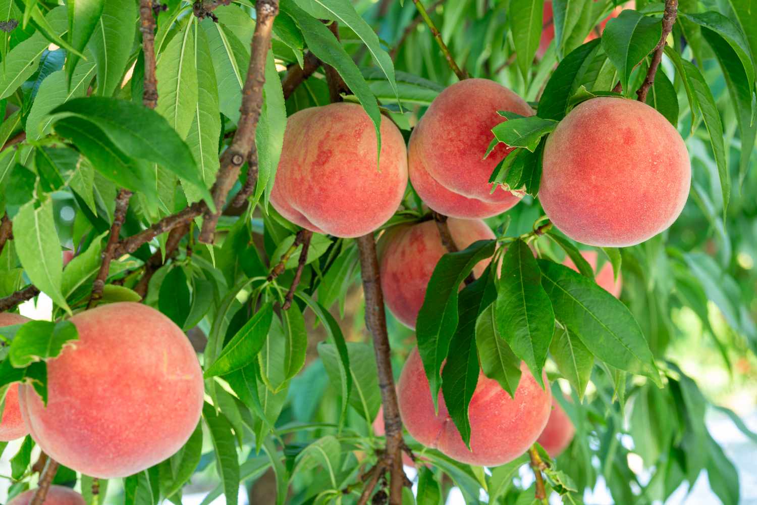 Peaches growing on a tree branch