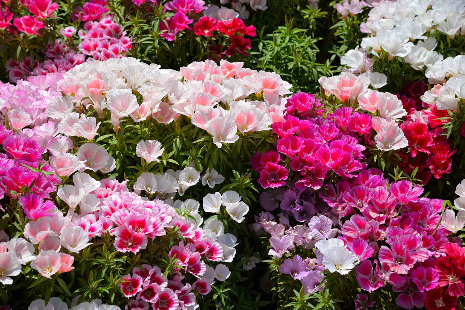 colorful flowers blooming in a garden