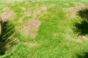 Green lawn with patches of dry grass