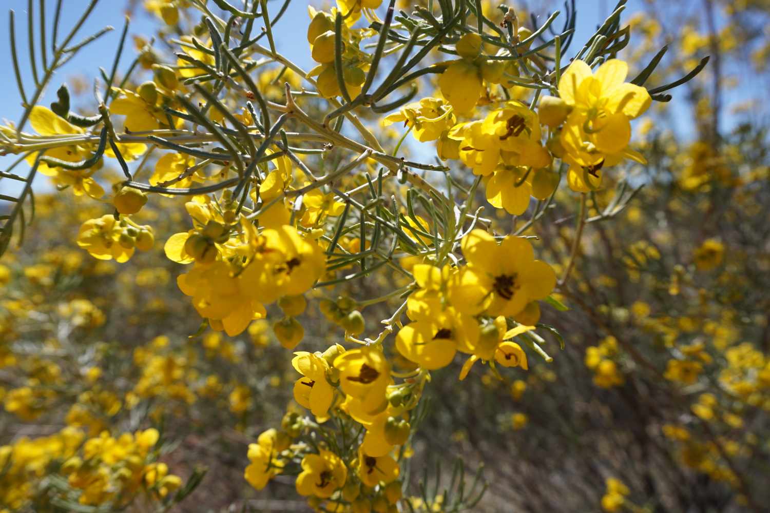Macro close up of yellow Silver senna or silver cassia
