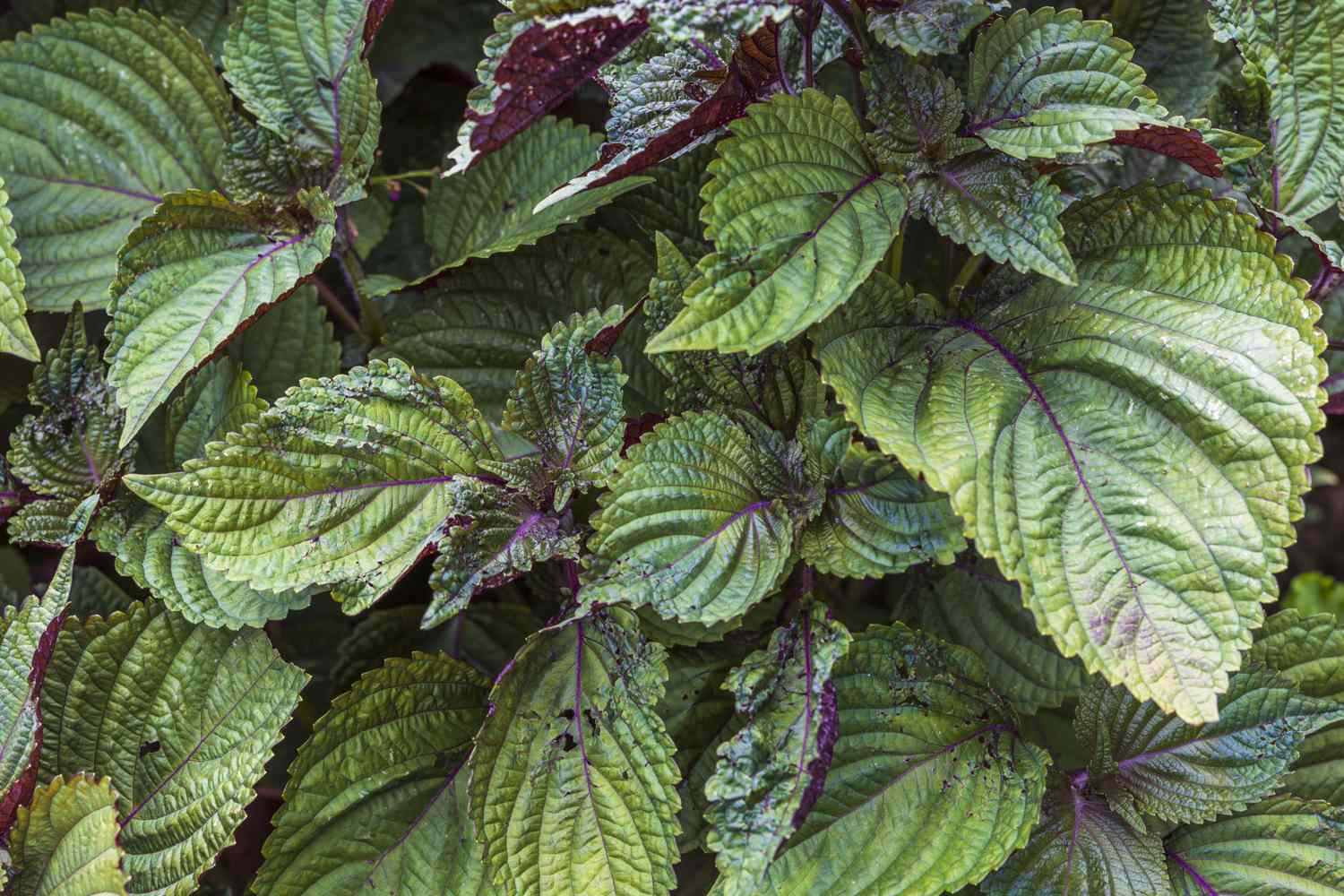 Close-up view of eye-catching green leaves with beautifully rich red underside Perilla Frutescens Briton Shiso for use in cooking. Sweden.