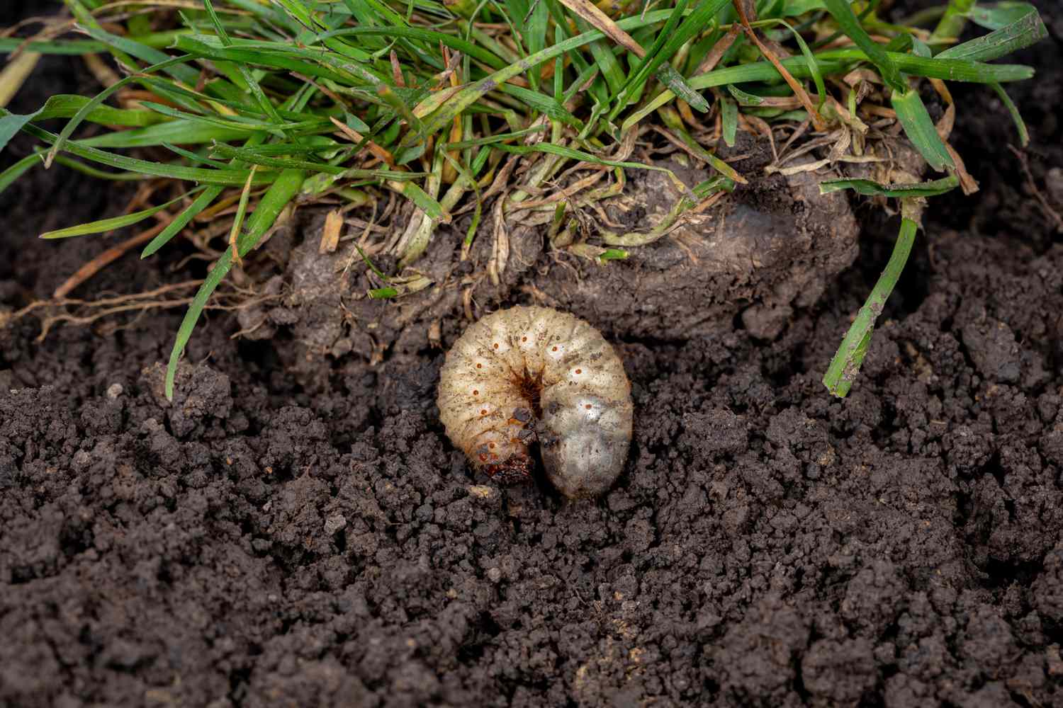 A white grub nestled in soil beneath grass roots