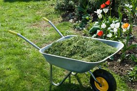 wheel barrel with grass clippings in front of flower bed