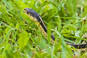 Eastern garter snake (Thamnophis sirtalis) in lawn grass. Lively, Ontario, Canada.