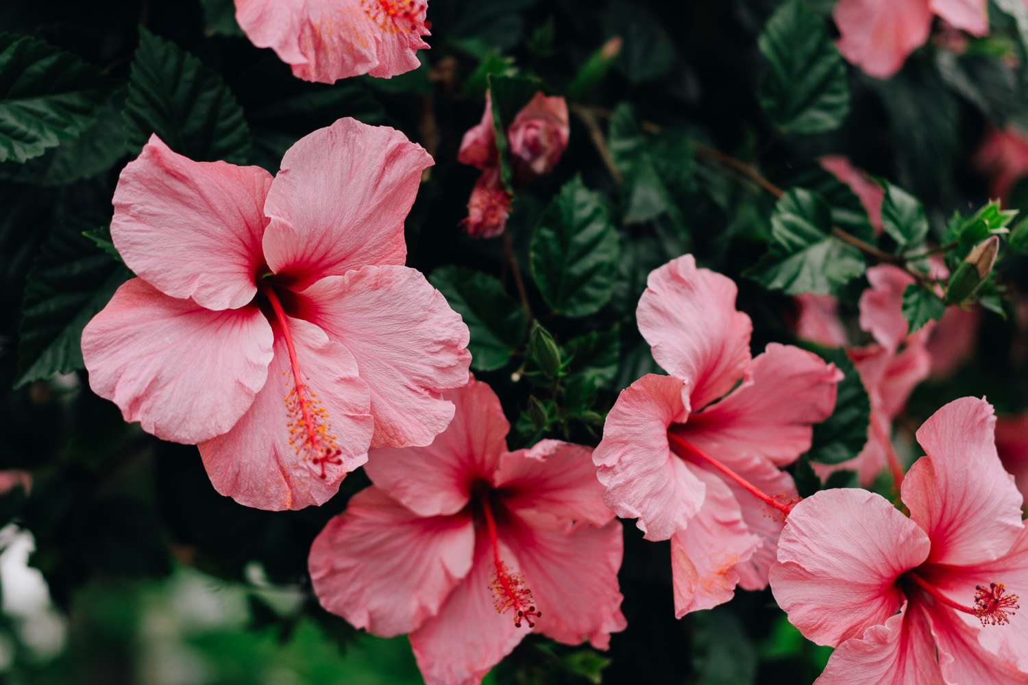 Vibrant pink hibiscus flowers bloom