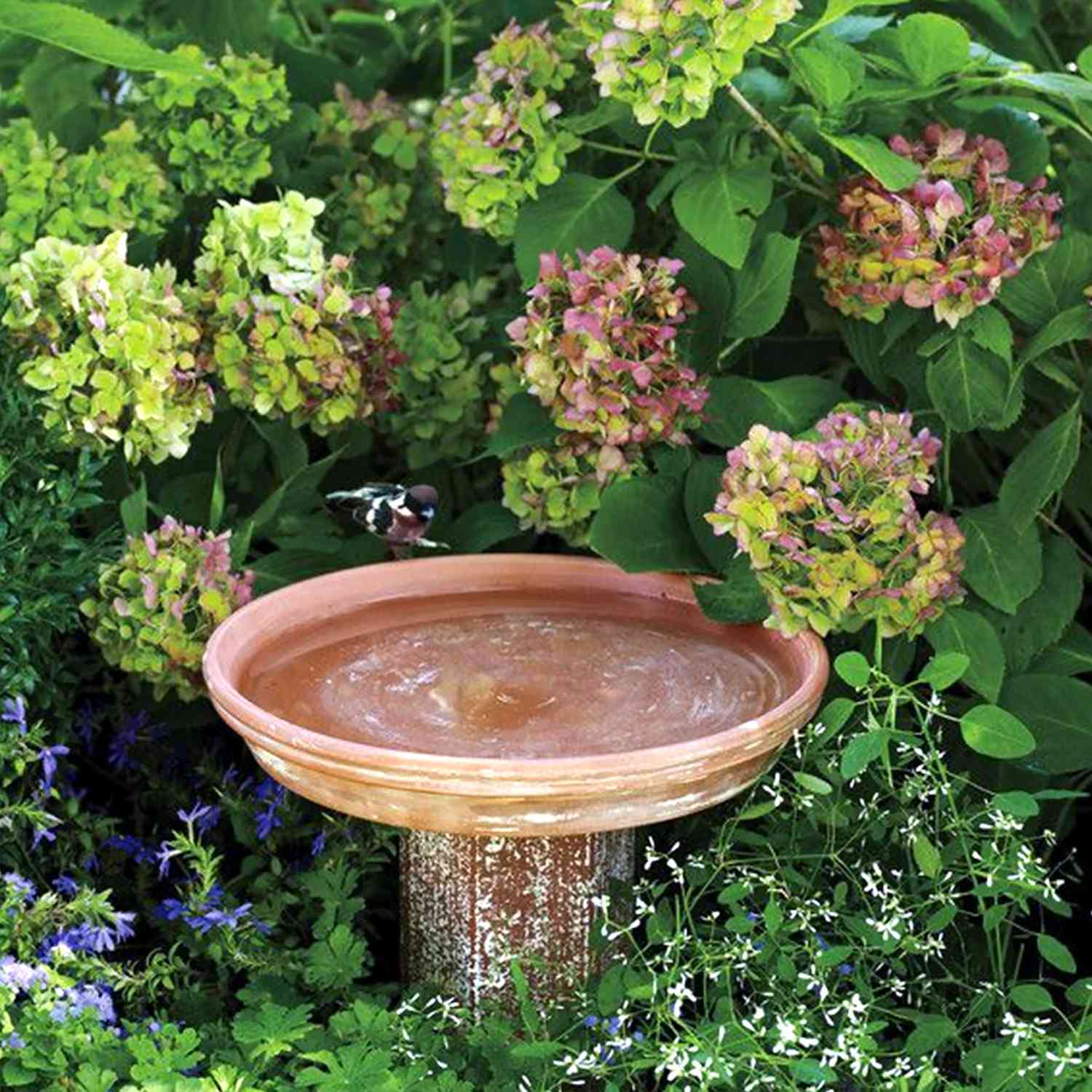 birdbath with bird near hydrangeas 