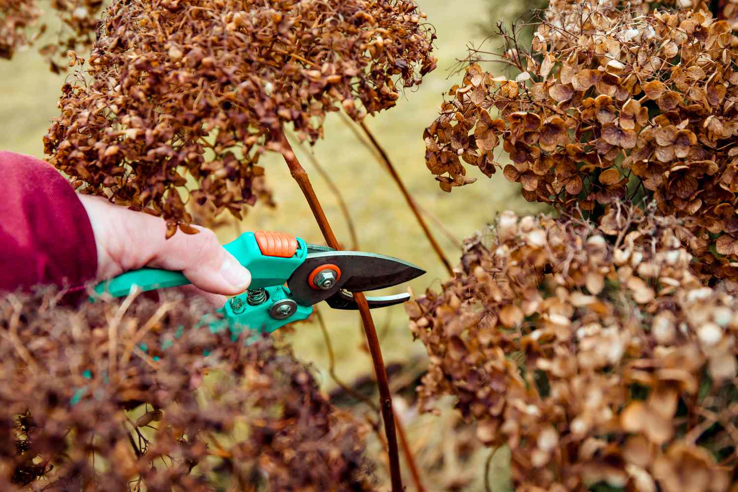 Deadheading hydrangea bushes