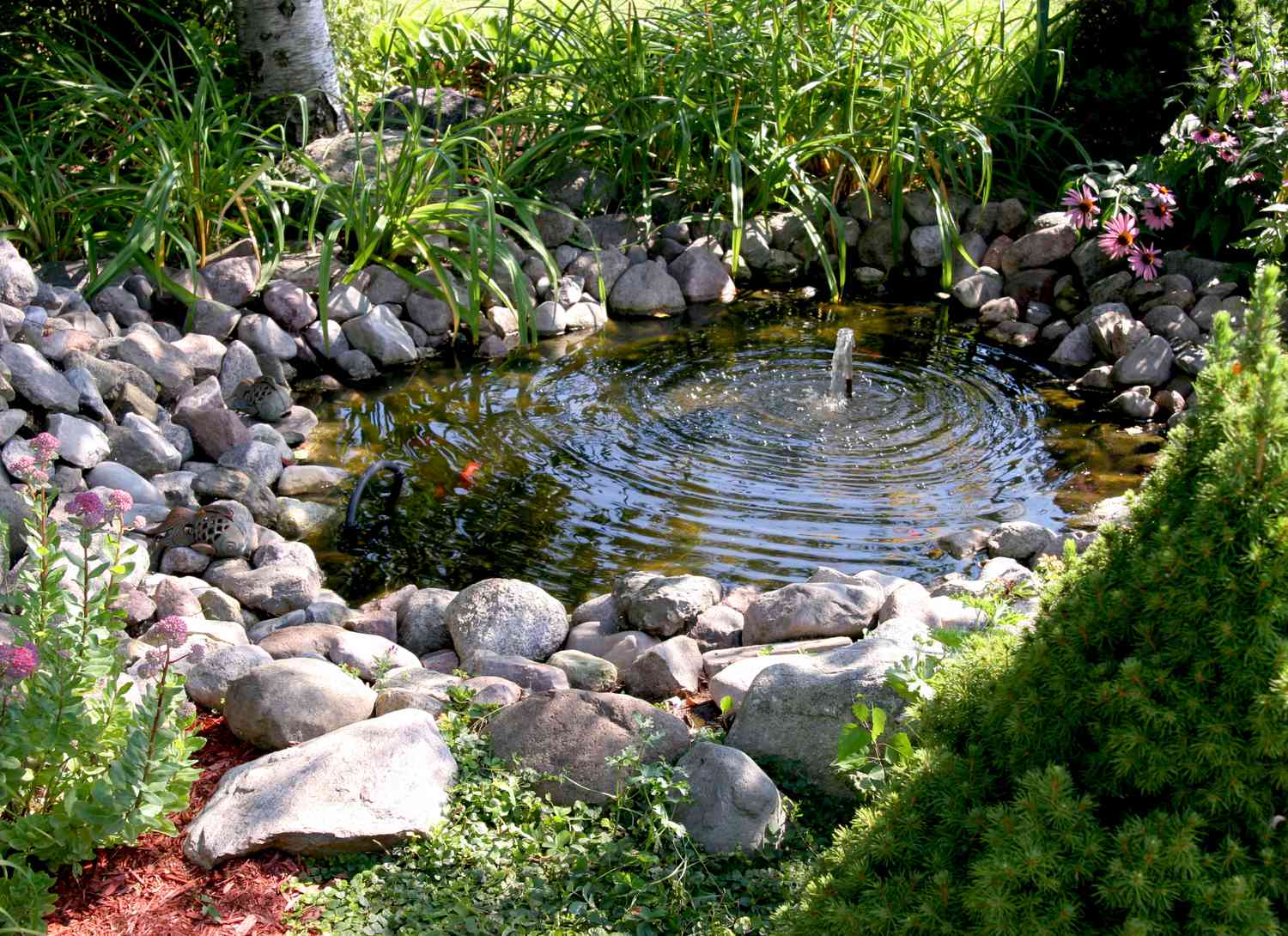 Koi pond with various sized rocks around the perimeter
