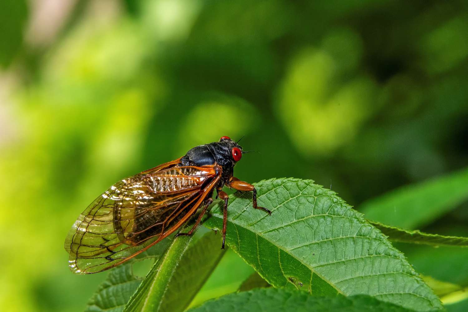 Cicada on leaf