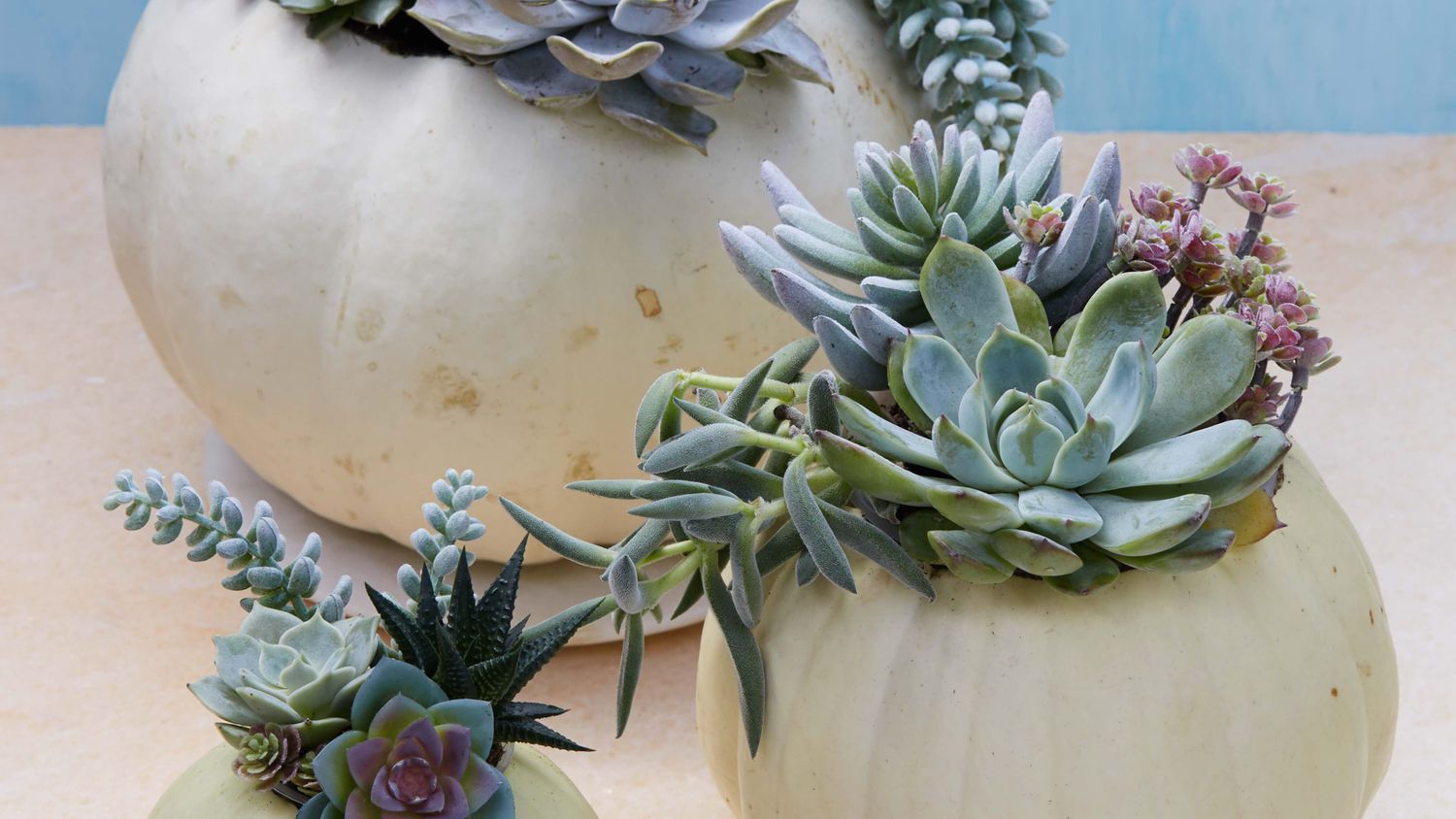pumpkin succulents